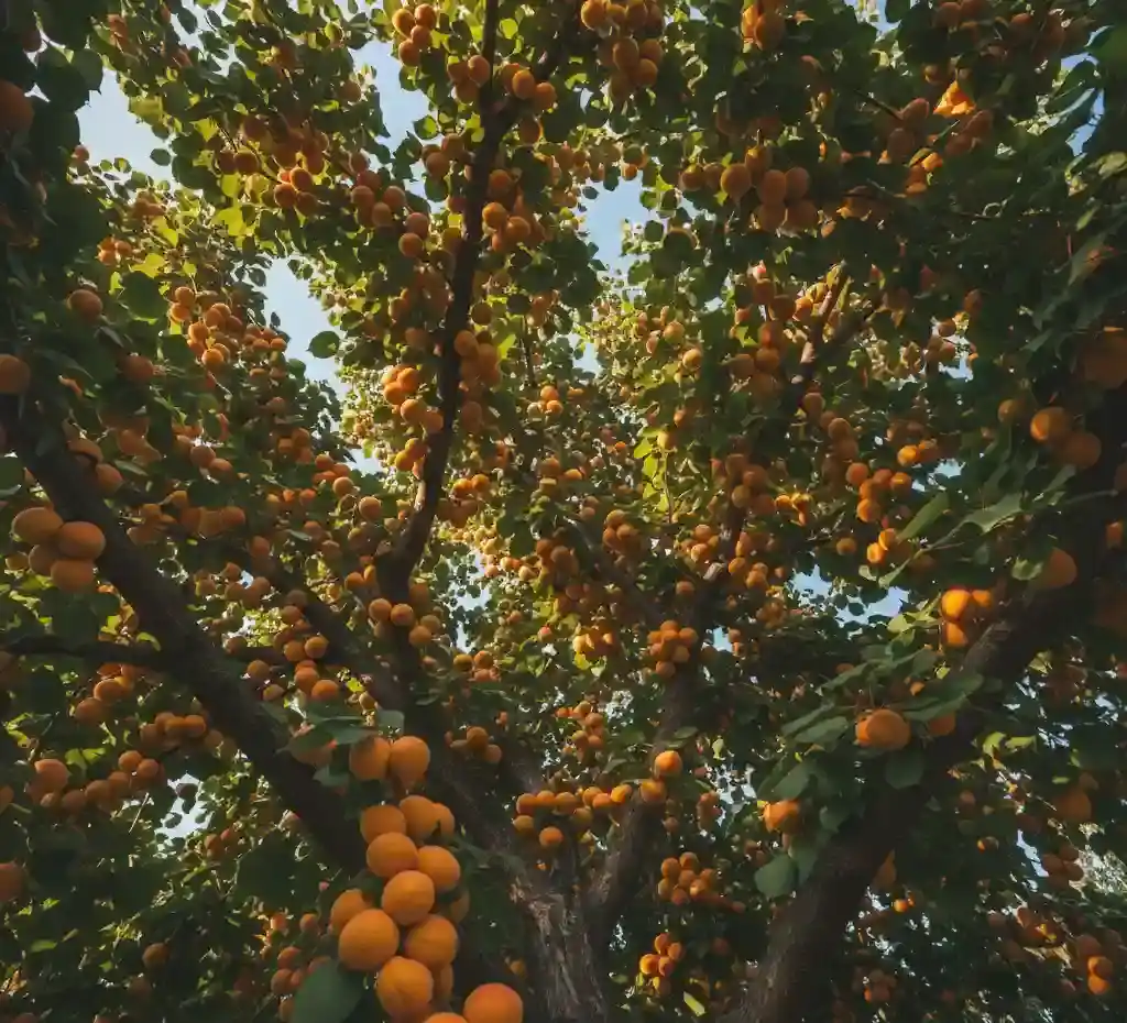 pielęgnacja moreli - owoce