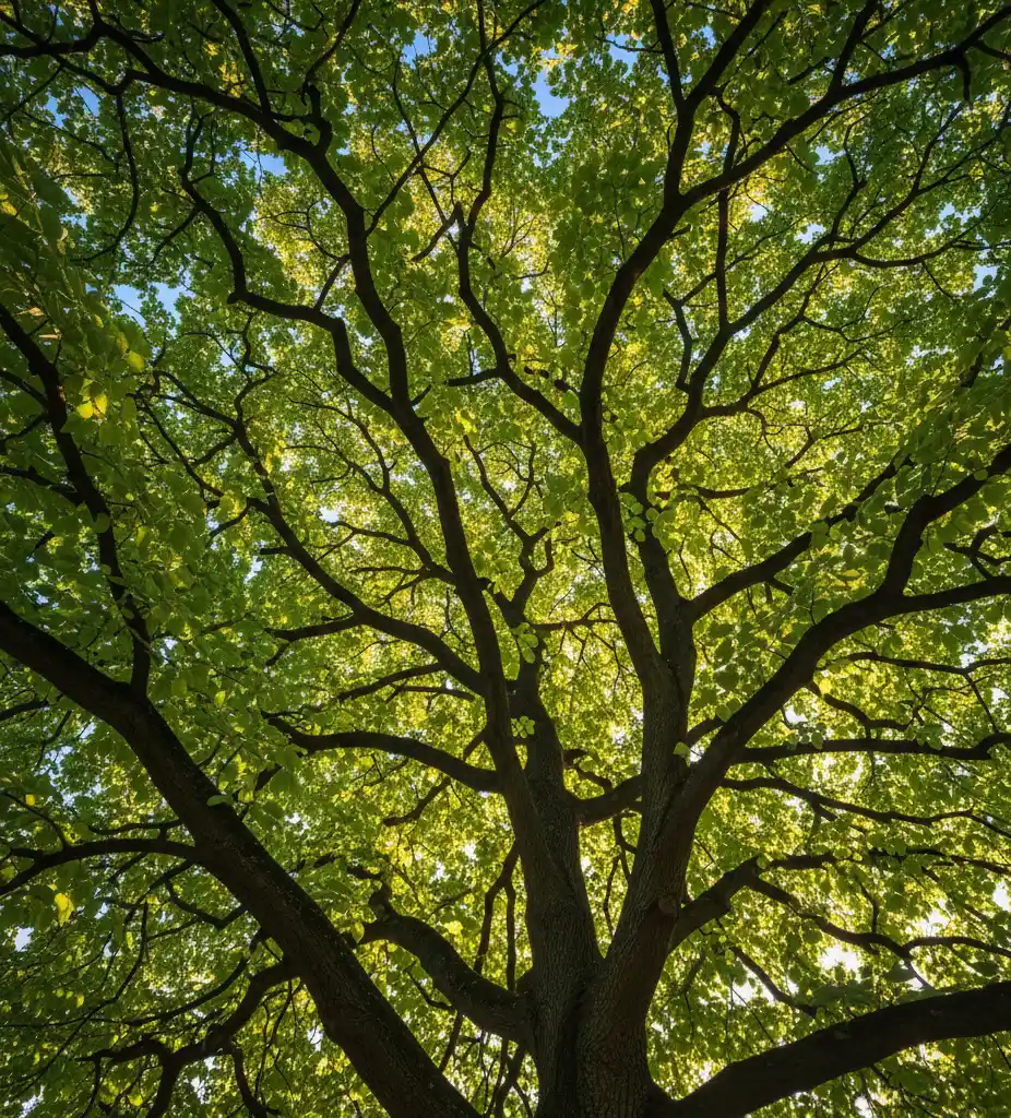 zdjecie-lipy-gora Pielęgnacja lipy – jak dbać o lipę, aby rosła zdrowo i pięknie przez lata